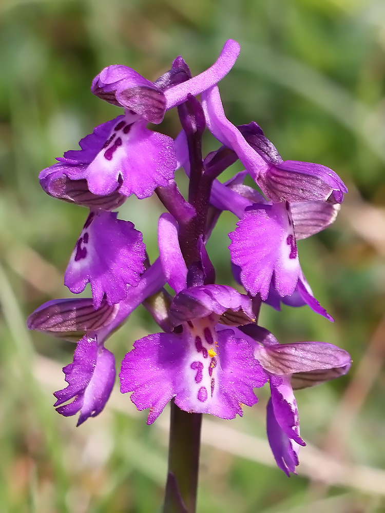 Green-winged orchid